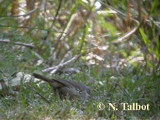 White-browed Scrubwren (White-browed) - ML201748761