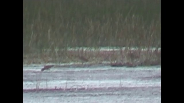 Swinhoe's Snipe - ML201749001