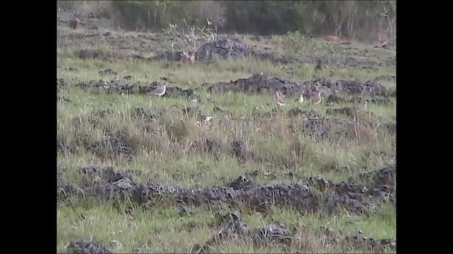 Oriental Plover - ML201749121