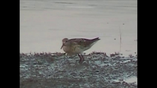 Sharp-tailed Sandpiper - ML201749201