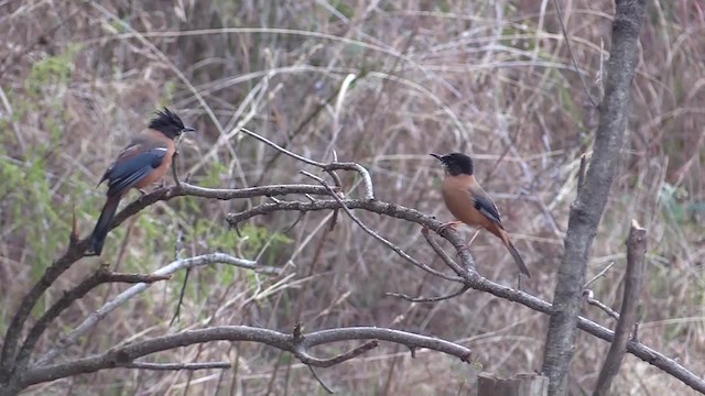 Rufous Sibia - ML201749241