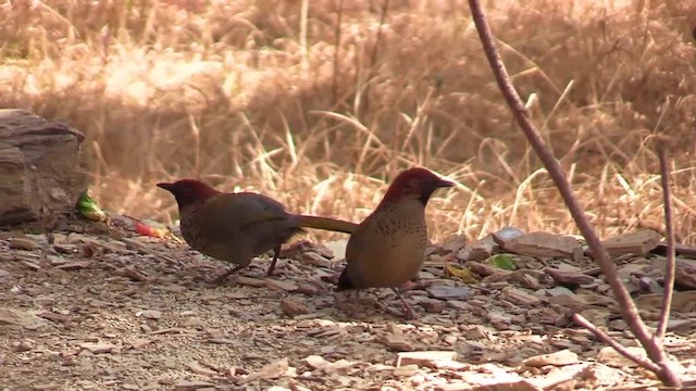 Garrulaxe à tête rousse - ML201749271