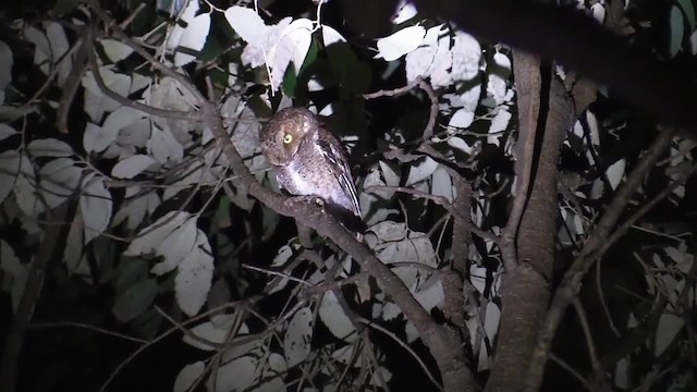 Mountain Scops-Owl - ML201749281