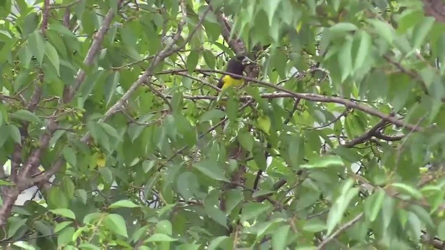 Gros-bec à ailes tachetées - ML201749291