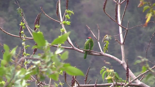 barbet modrolící (ssp. asiaticus) - ML201749301