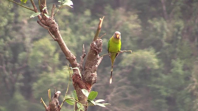 Plum-headed Parakeet - ML201749311