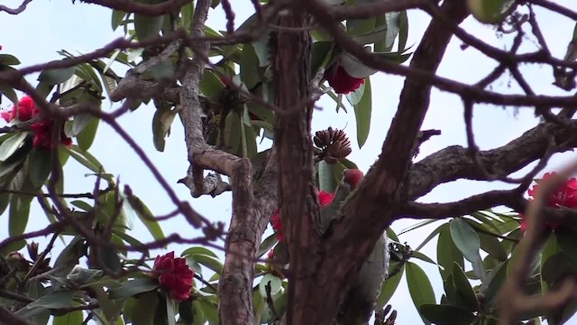 Scaly-bellied Woodpecker - ML201749321