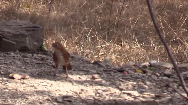 Pomatorhin à joues rousses - ML201749341