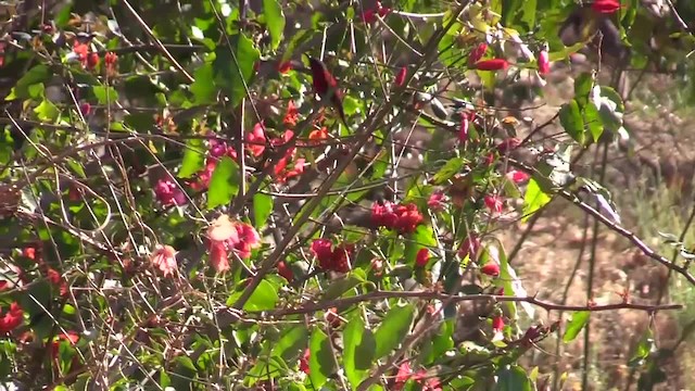 Crimson Sunbird (Goulpourah) - ML201749361