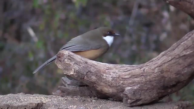 White-throated Laughingthrush - ML201749401