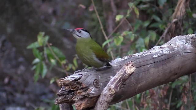 Gray-headed Woodpecker (Black-naped) - ML201749411