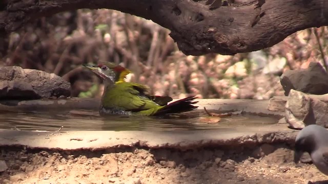 Pic à huppe jaune - ML201749431