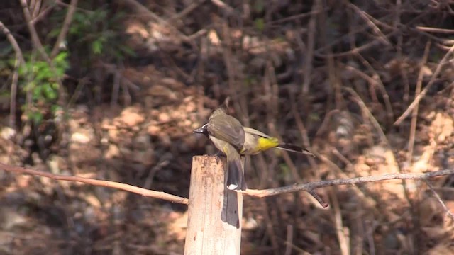 Bulbul Cariblanco - ML201749461