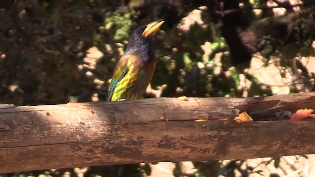 Great Barbet - ML201749481