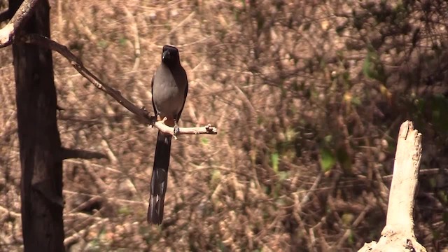 Gray Treepie - ML201749491