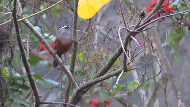 Palani Laughingthrush - ML201749511