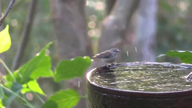 Nilgiri Flowerpecker - ML201749561