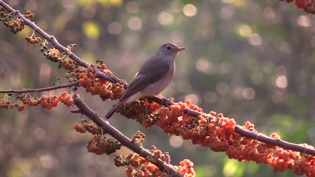 Rusty-tailed Flycatcher - ML201749591