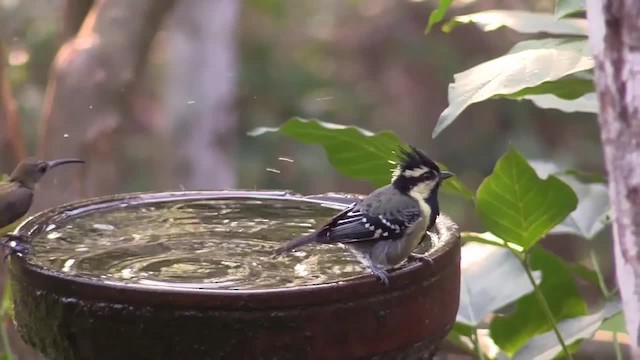 Indian Yellow Tit - ML201749601