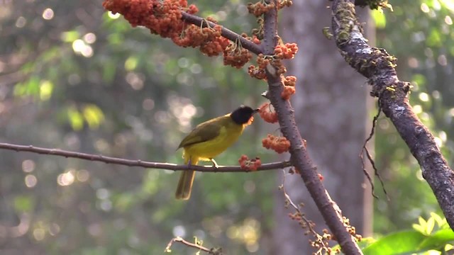 Bulbul à gorge rubis - ML201749611