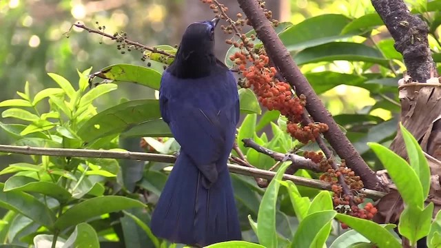 Malabar Whistling-Thrush - ML201749621