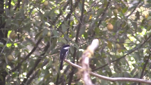 Bar-winged Flycatcher-shrike - ML201749631