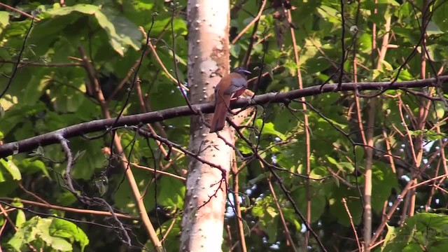 Trogon de Malabar - ML201749641