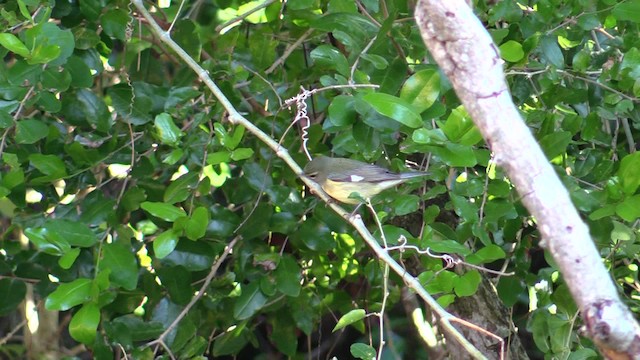 Black-throated Blue Warbler - ML201749701