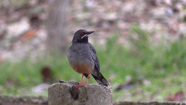 Western Red-legged Thrush (Rusty-bellied) - ML201749721
