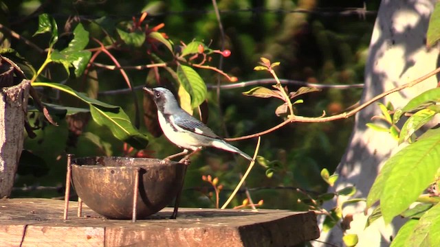 Black-throated Blue Warbler - ML201749741