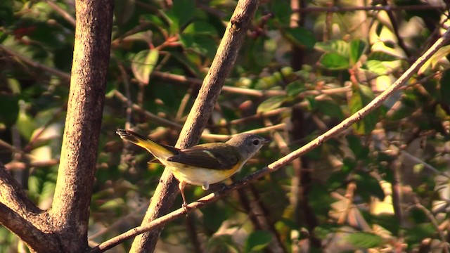 American Redstart - ML201749751