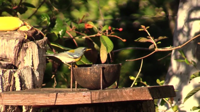 Northern Parula - ML201749761