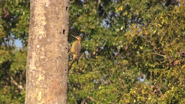 Fernandina's Flicker - ML201749771