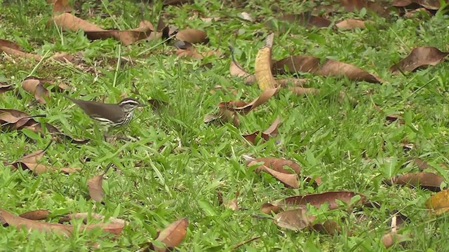 Northern Waterthrush - ML201749791