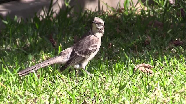 Long-tailed Mockingbird - ML201749801