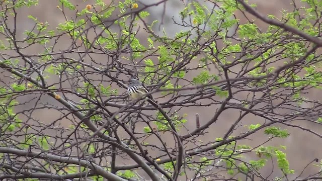 Yellow-billed Tit-Tyrant - ML201749811