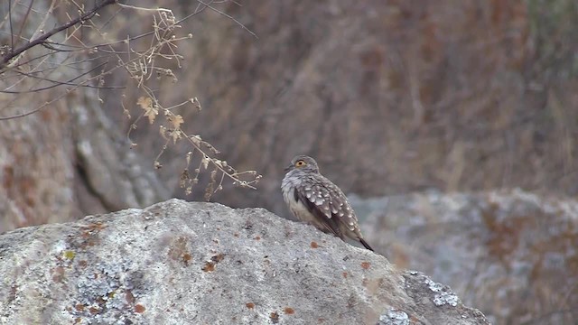 Bare-faced Ground Dove - ML201749821