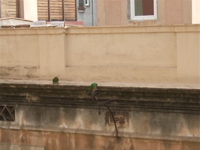 Conure mitrée - ML201749831