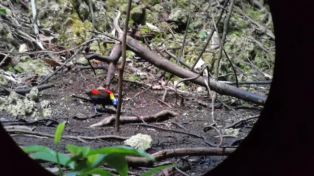 Wilson's Bird-of-Paradise - ML201749841