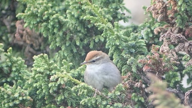 Gray-sided Bush Warbler - ML201749851