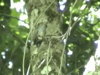 kolibřík skvrnitoprsý (ssp. roberti) - ML201749861