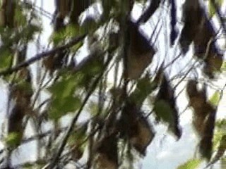 Brustbandvireo - ML201749871