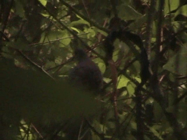 Purplish-backed Quail-Dove - ML201749931