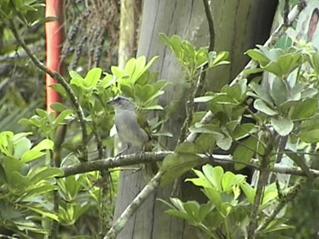 Black-striped Sparrow - ML201749991