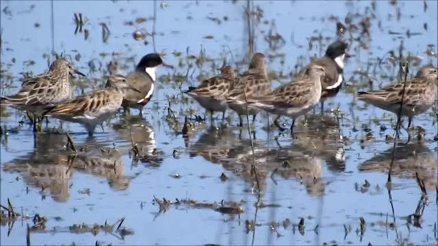 Sharp-tailed Sandpiper - ML201750221