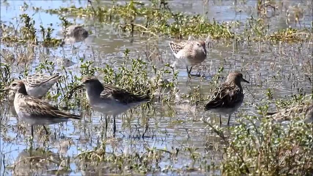 Sharp-tailed Sandpiper - ML201750231