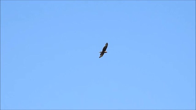 Swamp Harrier - ML201750261