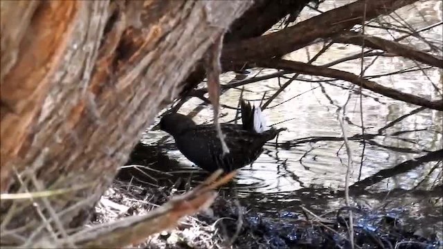 Australian Crake - ML201750471