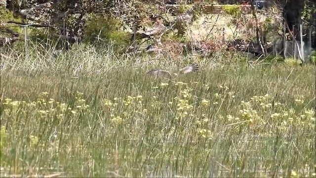 Swamp Harrier - ML201750481