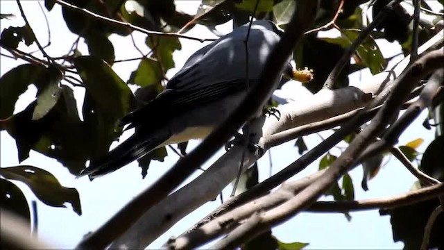 Black-faced Cuckooshrike - ML201750511